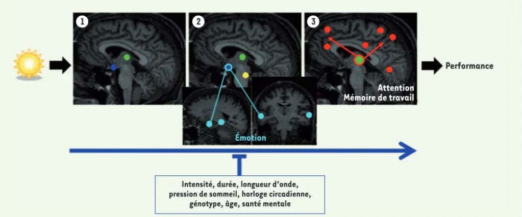 Figure 5. Schéma des mécanismes cérébraux impliqués dans l’impact de la lumière sur l’activité cognitive non visuelle
