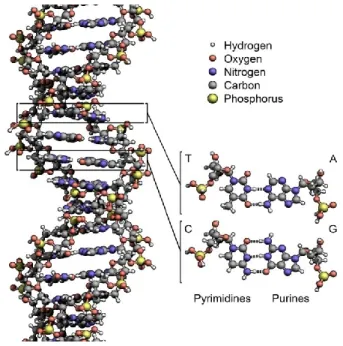Figure 1.1. Structure en double brin de l’ADN stabilisée par des liaisons hydrogène. 10