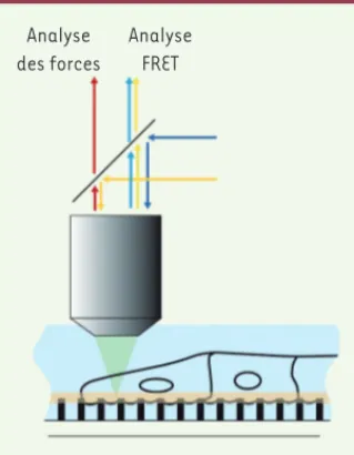 Figure 1.  Dispositif d’imagerie multipara- multipara-métrique : coenregistrement des forces et de  l’activité de la protéine RhoA