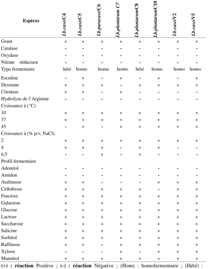 Table 1. Caractéristiques phénotypiques des souches isolées
