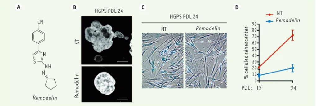 Figure 1. La petite molécule remodelin améliore certains phénotypes des cellules HGPS