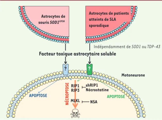 Figure 2. Mécanismes de mort dans les moto- moto-neurones exposés à des astrocytes de SLA  familiale ou sporadique