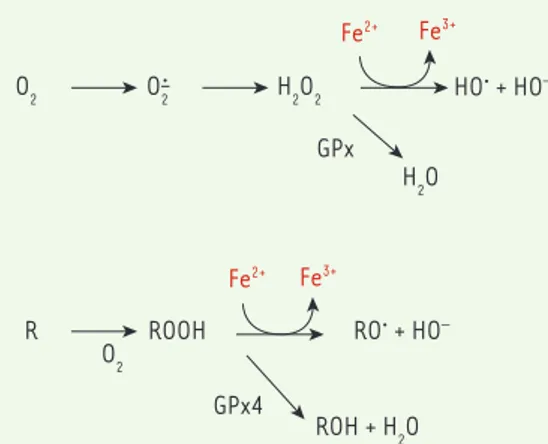 Figure 3.  Mode d’action des molécules inductrices de fer- fer-roptose.  Le glutathion (GSH) est un peptide essentiel pour  le maintien du potentiel redox cellulaire