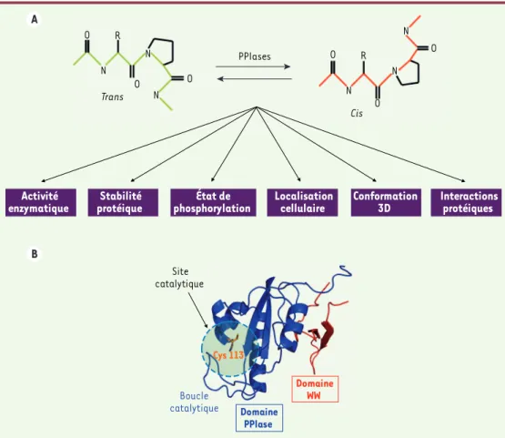 Tableau I. Les quatre familles de peptidyl-prolyl cis-trans isomérases.