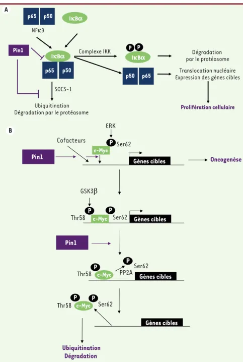 Figure 3.  Rôle de Pin1 dans la prolifération cellulaire. Pin1 favorise la prolifération cellulaire en  régulant, notamment, les facteurs de transcription NFB et c-Myc