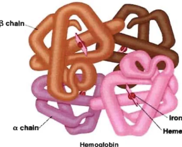 Figure  1.2.  Tertiary  structure  of hernoglobin  with  the  two  p  and  a  globin  chains  bound to four herne rnoieties