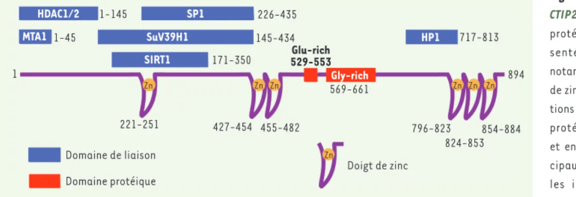 Figure 1. Structure de la protéine  CTIP2.  Les principaux domaines  protéiques de CTIP2 sont  repré-sentés schématiquement avec  notamment les structures en doigt  de zinc qui permettent les  interac-tions ADN-protéines, les domaines  protéiques riches en