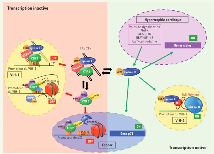 Figure 2. CTIP2 et la régulation de la transcription des gènes. Au moins deux mécanismes différents mis en jeu dans la régulation de la transcription  des gènes par CTIP2 ont été décrits