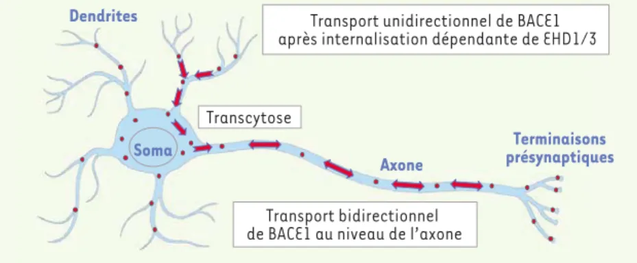 Figure 2.  Modèle de transcytose de BACE1  dépendante des EHD. BACE1 internalisée dans  les endosomes au niveau des dendrites du  neu-rone est transportée vers le soma, puis ensuite  ciblée à l’axone