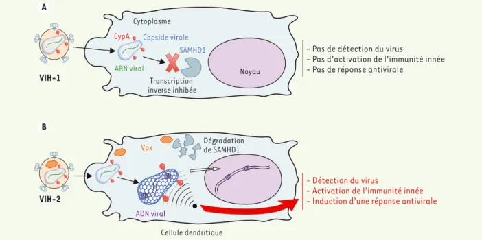 Figure 1. Le VIH-1 échappe à la détection par les cellules dendritiques alors que le VIH-2 est reconnu