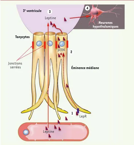 Figure 1. Transport de la leptine vers le cerveau. Les tanycytes capturent la leptine circulante à  partir des vaisseaux sanguins du système porte hypothalamo-hypophysaire dont l’endothélium  a la particularité d’être fenêtré (étape 1)
