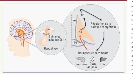 Figure 1.  Localisation et rôle du  noyau arqué hypothalamique. 