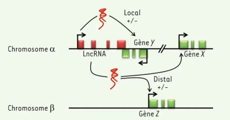 Figure 4. Exemples de mécanismes d’action des lncRNA. Les lncRNA peuvent favoriser  l’interaction de protéines, guider des complexes protéiques vers leurs gènes cibles,  séquestrer des protéines ou des miARN (éponge de miARN) et influencer les processus  p