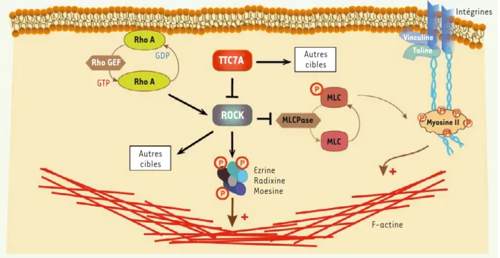 Figure 2. Fonction de TTC7A dans la voie de signalisation RhoA. TTC7A apparaît comme étant un acteur majeur de la voie de signalisation de RhoA  en régulant négativement l’activité de la kinase de RhoA (ROCK)