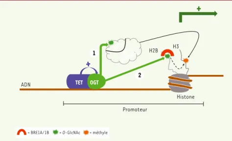Figure 1. Lien TET-OGT-SET1/COMPASS. TET2 et TET3 (et potentiellement TET1) interagissent avec  l’enzyme OGT et renforcent son activité catalytique sur les promoteurs de nombreux gènes