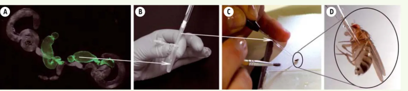 Figure 2. Injection in vivo du contenu des glandes accessoires mâles dans l’abdomen d’une femelle Drosophila melanogaster