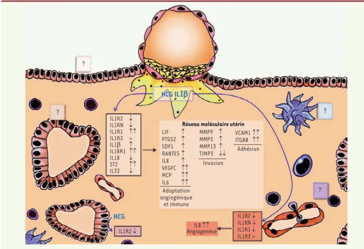 Figure 2. Remaniement de la sensibilité endométriale à l’IL1 et sa famille lors de l’implantation embryonnaire précoce