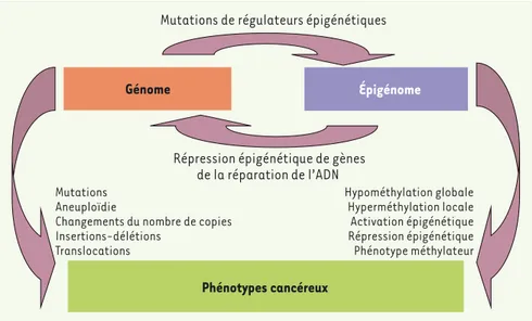 Figure 1. Les événements génétiques et épigénétiques aléatoires contribuent à l’apparition des phé- phé-notypes cancéreux