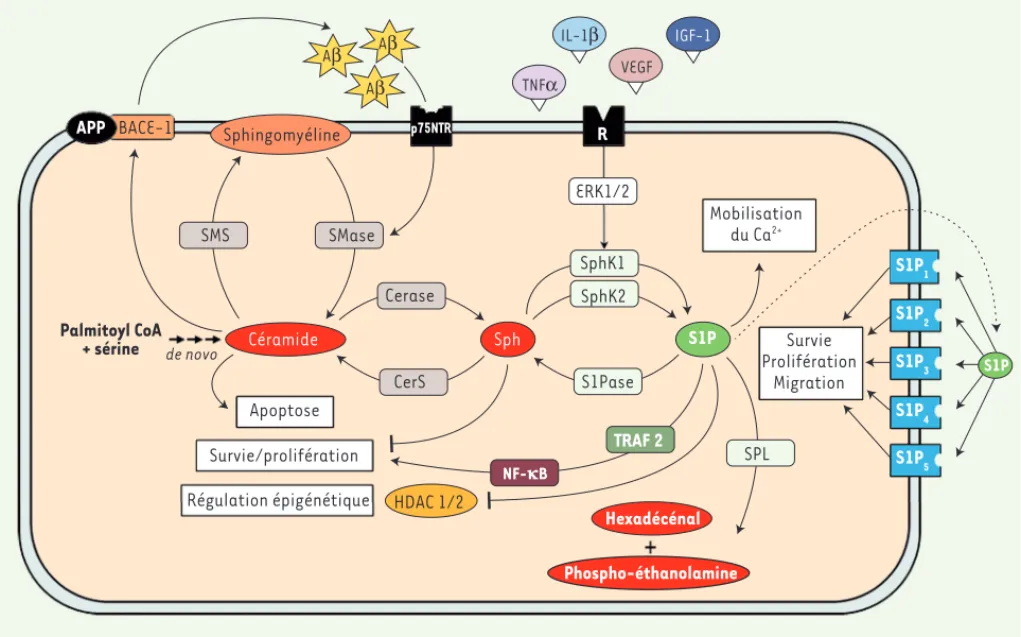 Figure 1. Représentation schématique du métabolisme sphingolipidique et de son rôle dans la maladie d’Alzheimer