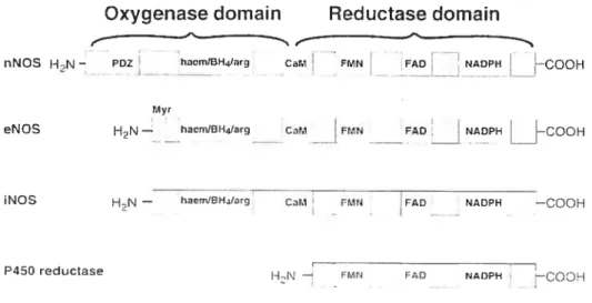 Figure 1.3: Représentation schématique des isoformes de l’enzyme de synthèse du monoxyde d’azote (NOS) et du cytochrome P-450 réductase2