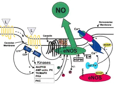 Figure 1.4- Mécanisme régulant l’activité de eNOS dans les cellules endothéliales3. eNOS est localisée dans les cavéoles enrichies de cholestérol (cercles orange) par myristoylation et palmitoylation, où l’interaction avec la cavéoline inhibe l’activité de