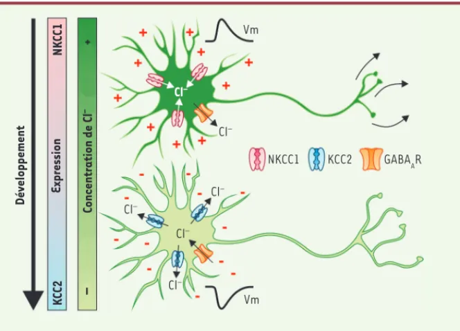 Figure 1.  Effet du GABA sur les neurones immatures et matures. Au stade embryonnaire (en  haut), l’activation des récepteurs GABA A  et de la glycine (GABA A /Gly) engendre une  dépola-risation (+) dûe à une forte expression de NKCC1 (rouge) qui importe l
