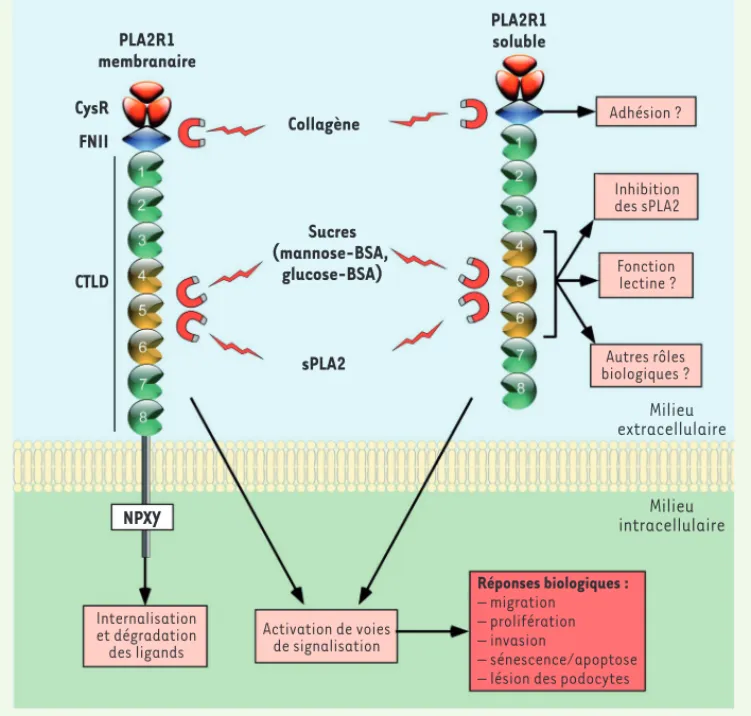 Figure 1. Structure schématique et  fonctions moléculaires possibles  de PLA2R1. PLA2R1 est composé  d’une large région extracellulaire,  d’un seul segment  transmem-branaire et d’une courte queue  cytoplasmique contenant un motif  d’internalisation (NPXY)