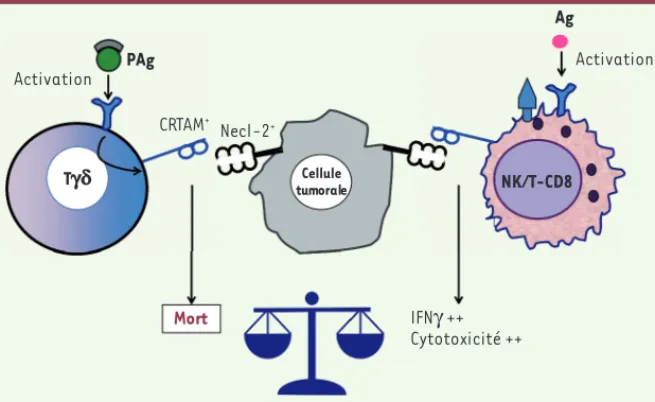 Figure 5. Différences fonctionnelles des lymphocytes T-CD8, NK et Tgd et immuno-surveil- immuno-surveil-lance en fonction de l’expression de Necl-2 par la cellule cible