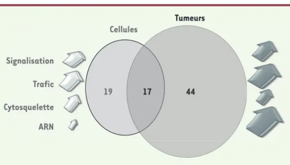 Figure 4. Comparaison de la signalisation Src identifiée par SILAC in vitro et in vivo