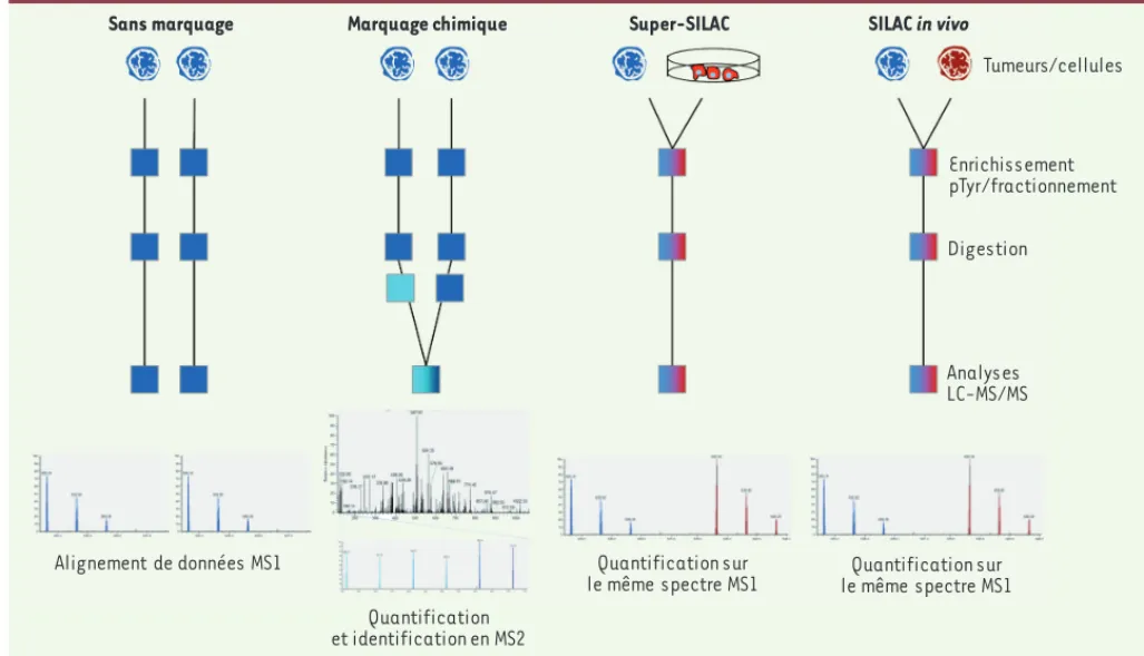 Figure 5. Comparaison des différentes approches de phosphoprotéomique quantitative applicables à l’analyse de tumeurs