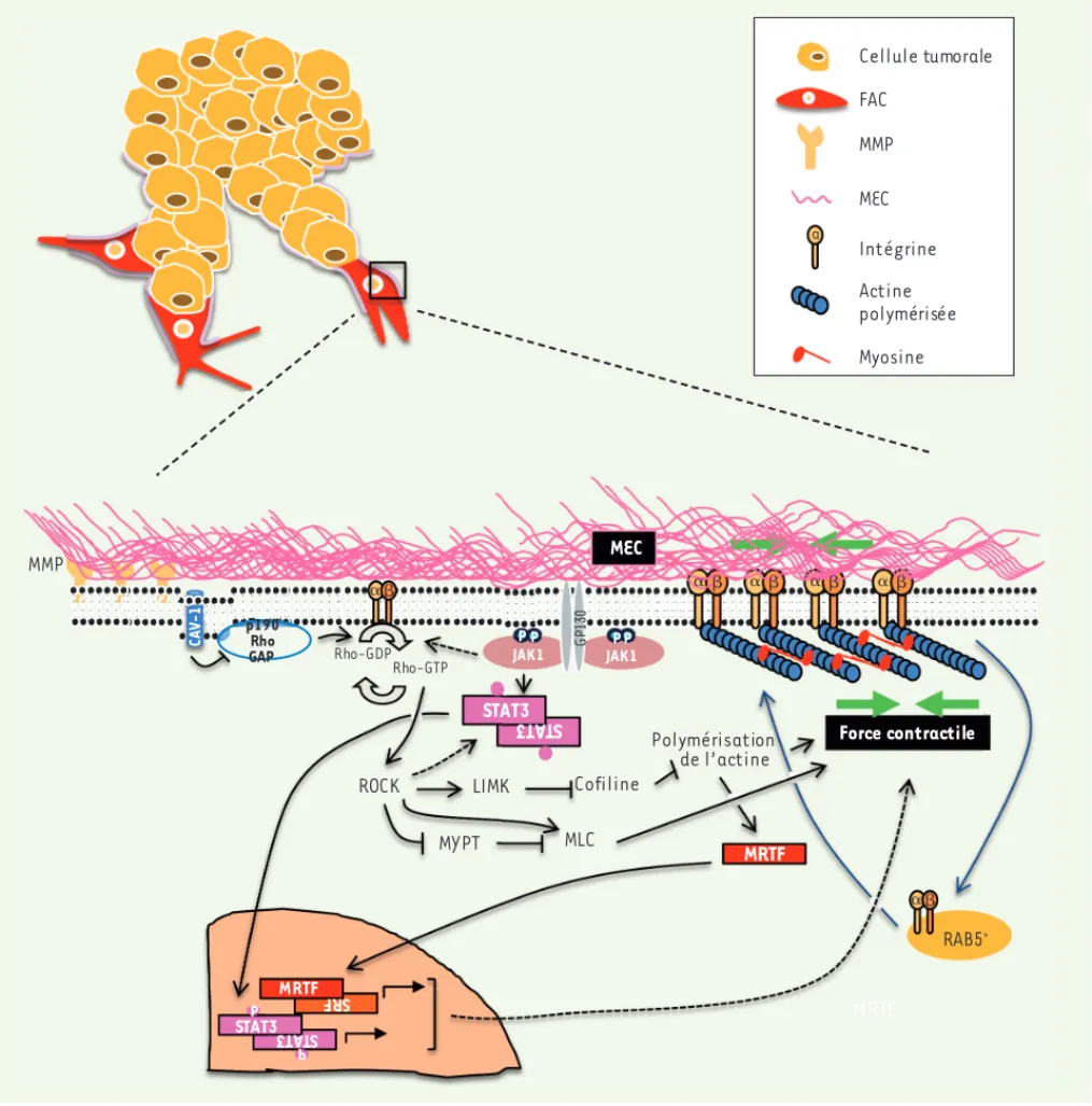 Figure 2. Les voies de signalisation régulant le remodelage matriciel par les FAC. Représentation schématique des voies de signalisation impliquées  dans le remodelage matriciel pro-invasif par les FAC