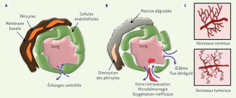 Figure 1. Comparaison de la vasculature normale et tumorale. A. Les cellules endothéliales tapissent la paroi des vaisseaux et sont étroitement  reliées entre elles par des jonctions cellule-cellule