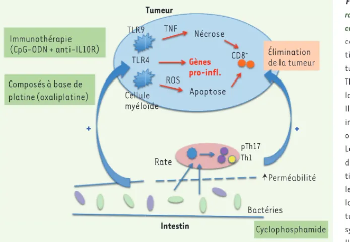 Figure 1.  L’efficacité des thérapies antitumo- antitumo-rales est influencée par l’action des bactéries  commensales