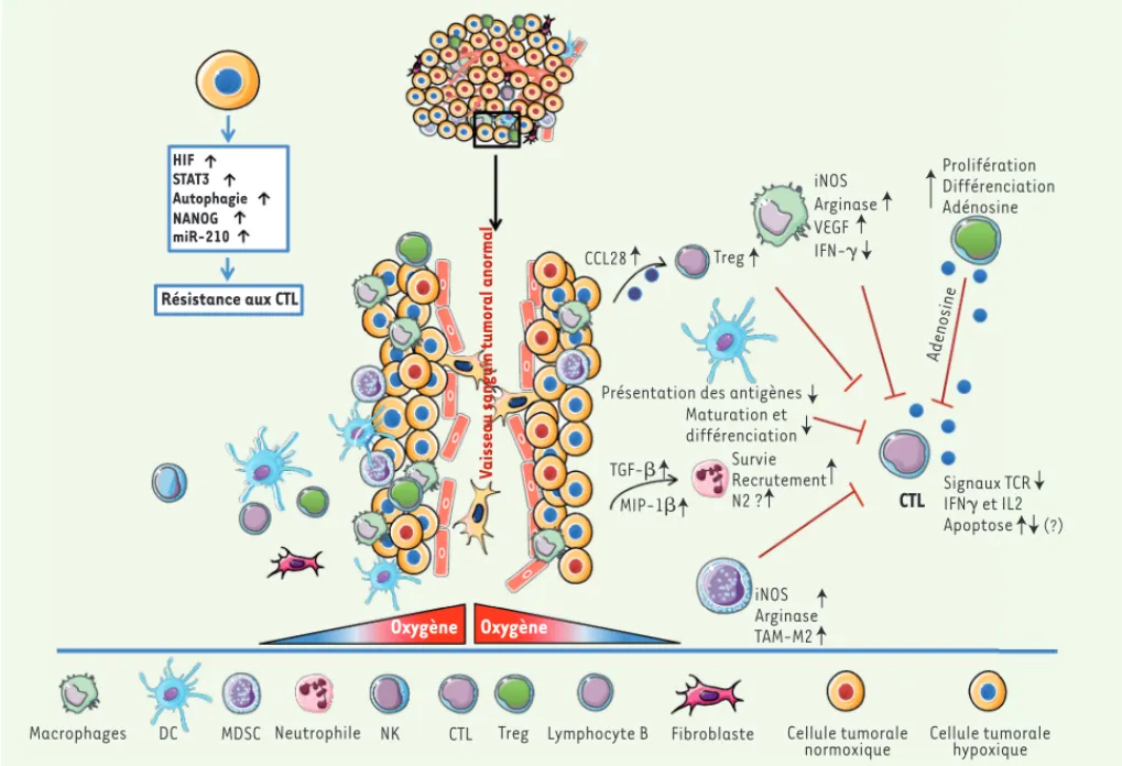 Figure 2. Influence de l’hypoxie sur les cellules de l’immunité innée et adaptative. Les tumeurs solides contiennent des zones où la concentration  d’oxygène est variable