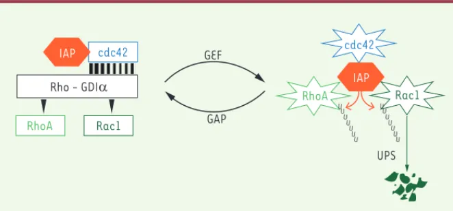 Figure 1. L’activation des RhoGTPases est contrôlée par des facteurs d’échanges (GEF : guanine  nucleotide exchange factor) qui catalysent la transition GDP-GTP