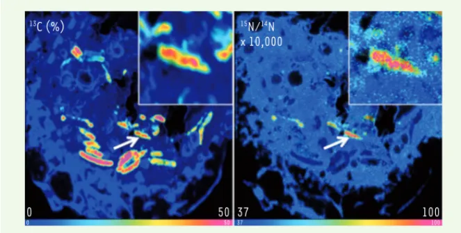 Figure 1. L’aspartate est accessible à M. tuberculosis dans les macrophages. Analyse par NanoSIMS  de la colocalisation (flèche montrant une bactérie grossie dans l’insert) de M