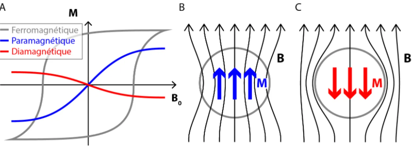 Figure 3.1. Schéma représentant les différentes réactions d’un matériau à l’application d’un champ magnétique externe