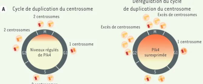 Figure 1. Cycle de duplication du centrosome et conséquence de l’amplification centrosomale  dans le cortex cérébral
