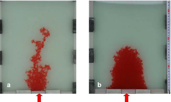 Figure 1. 2D invasive plume visualized by red oil obtained in the same medium (glass beads of  0.6-0.8mm diameter) with two injection rates (cf parameters of Table 1-1)