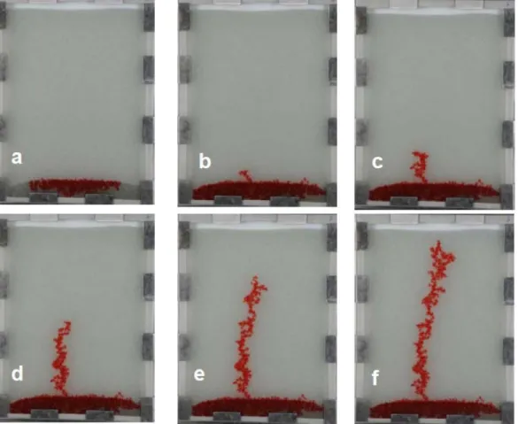 Figure 4. Snap-shots of the same experiment using beads of 1.5-2.0mm diameter on the lower  part of the cell and 0.8-1.0mm diameters in the central part