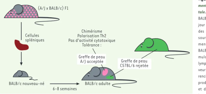 Figure 1. Le modèle expéri- expéri-mental de tolérance  néona-tale. Des souris de la souche  BALB/c sont immunisées le  jour de leur naissance avec  des cellules spléniques de  souris issues d’un  croise-ment des souches A/J et  BALB/c