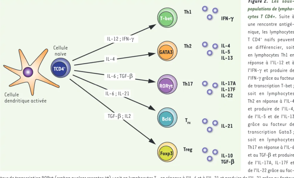 Figure 2.  Les sous- sous-populations de  lympho-cytes T CD4+. Suite à  une rencontre  antigé-nique, les lymphocytes  T CD4 +  naïfs peuvent  se différencier, soit  en lymphocytes Th1 en  réponse à l’IL-12 et à  l’IFN- et produire de  l’IFN- grâce au fac