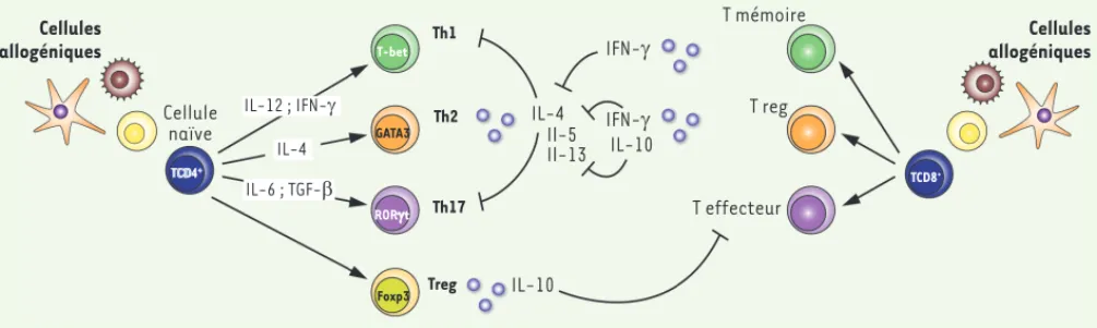 Figure 3. La régulation de la polarisation Th2 en réponse aux allo-antigènes au début de la vie