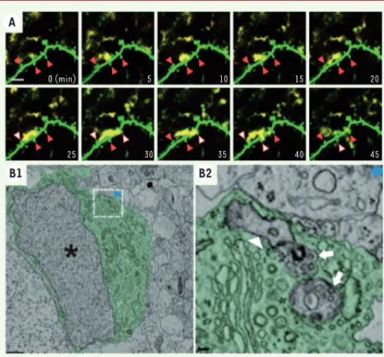 Figure 3. Microglie au contact des synapses. A. Série d’images prises en micros- micros-copie biphotonique toutes les 5 minutes dans le cortex d’une souris transgénique  adulte exprimant des protéines fluorescentes différentes dans les neurones (vert)  et 