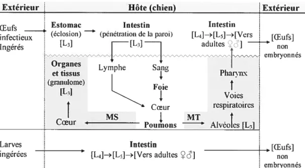 figure 1. Cycles de développement de Toxocara canis et routes migratoires à l’intérieur de l’hôte, selon la forme parasitaire ingérée.