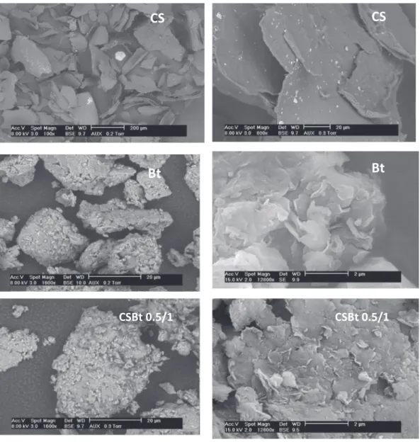 Fig. 2. SEM micrographs of CS, Bt and CSBt.