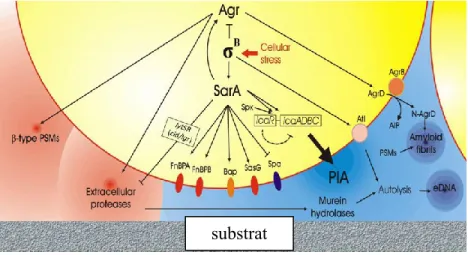 Figure 3. La régulation de la production de biofilm chez  S. aureus (modifié de Arciola  et al., 2015)