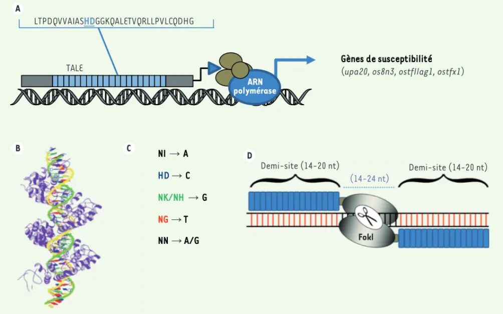 Figure 1. Organisation des TALE et TALEN. A. Les TALE (transcription activator-like effector) sont des facteurs de transcription produits par les  bactéries pathogènes du genre Xanthomonas