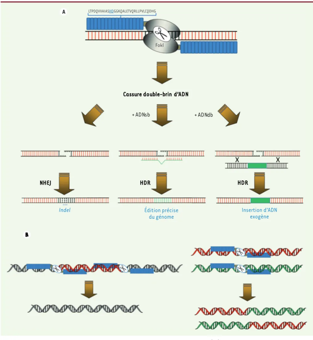 Figure 3. Ingénierie des génomes par les TALEN. A. Les TALEN induisent une cassure double-brin (db) d’ADN en un site spécifique du génome