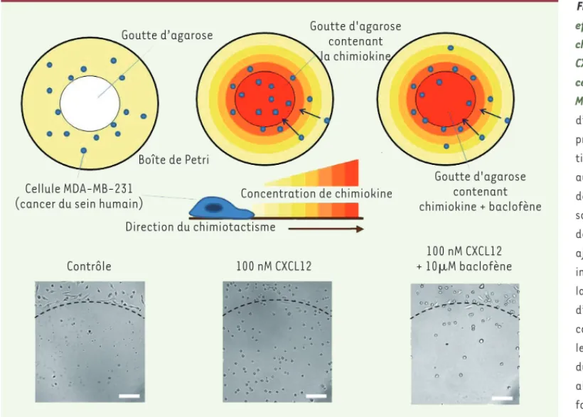 Figure 1.  Quantification des  effets du baclofène sur le  chimiotactisme induit par  CXCL12 sur des cellules de  can-cer du sein humain (de la lignée  MDA-MB-231)